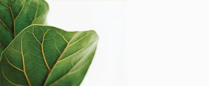 Why Is the Fiddle-Leaf Fig So Popular?