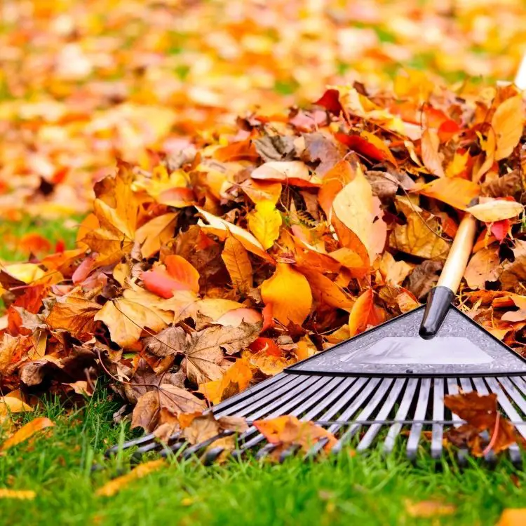 Raking Leaves